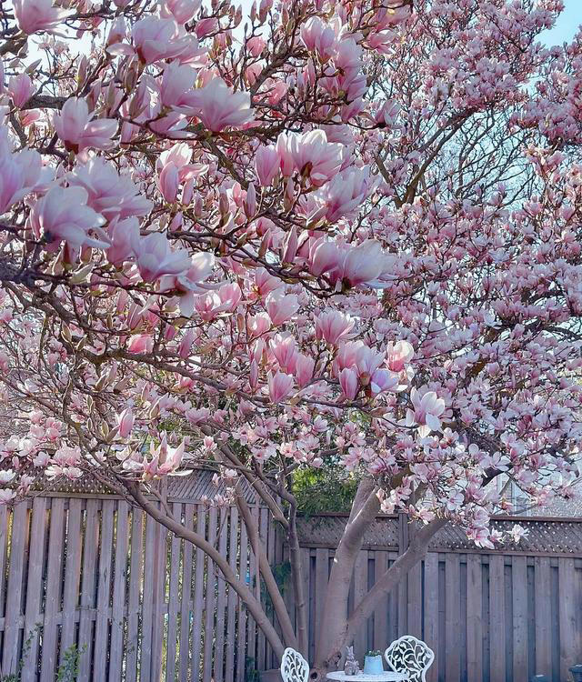 院子再小也要种8种树，老祖宗留下的“规矩”，寓意深远。