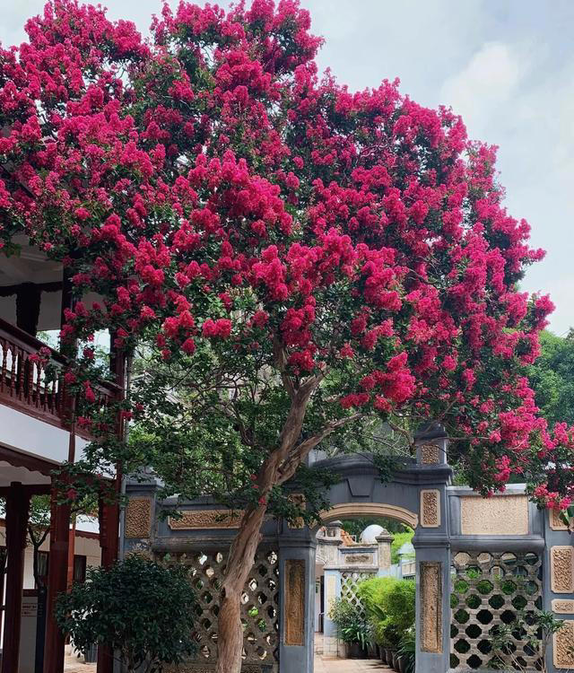 院子再小也要种8种树，老祖宗留下的“规矩”，寓意深远。