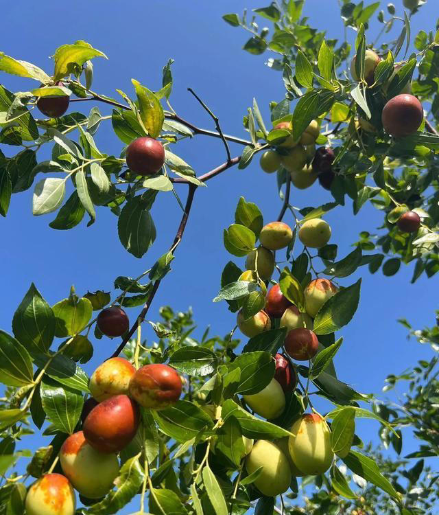 院子再小也要种8种树，老祖宗留下的“规矩”，寓意深远。