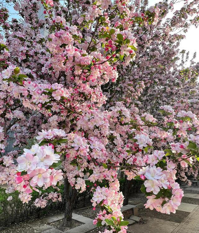 院子再小也要种8种树，老祖宗留下的“规矩”，寓意深远。