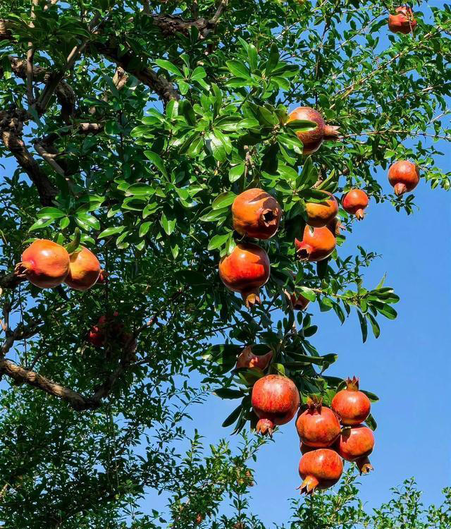 院子再小也要种8种树，老祖宗留下的“规矩”，寓意深远。