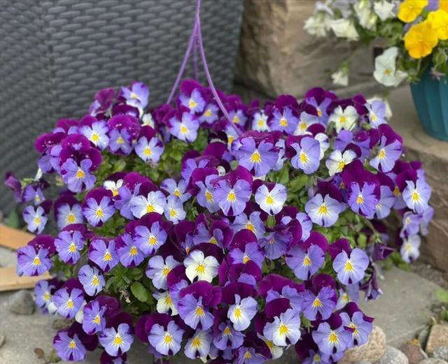 家里空花盆别闲着，春天必养这6种花，平价好养颜值还高