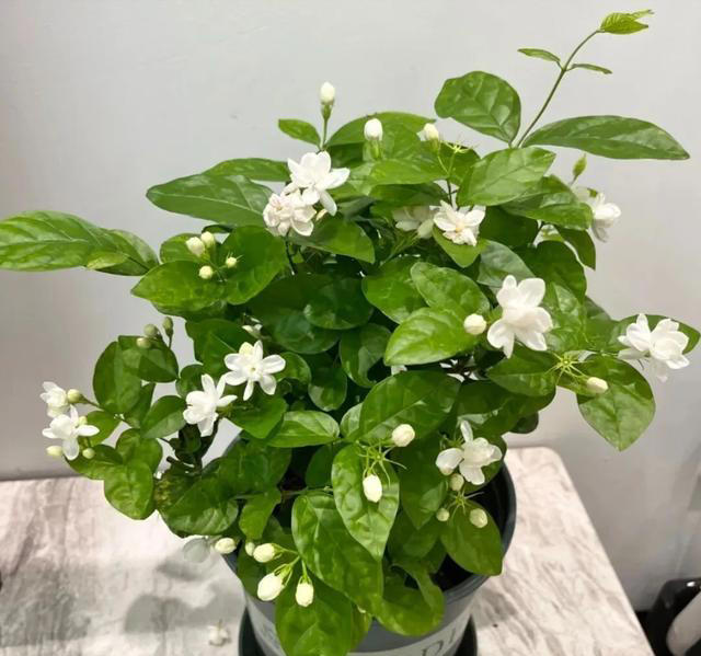 家里空花盆别闲着，春天必养这6种花，平价好养颜值还高