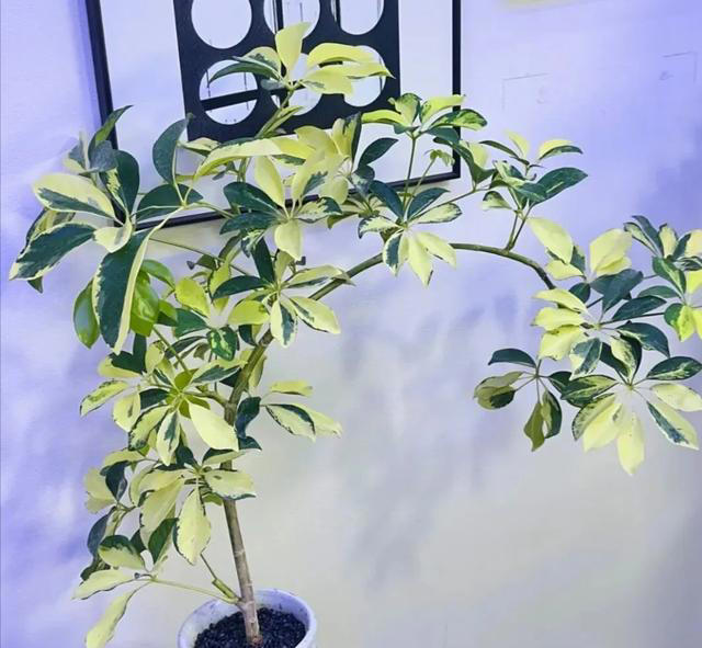 家里空花盆别闲着，春天必养这6种花，平价好养颜值还高