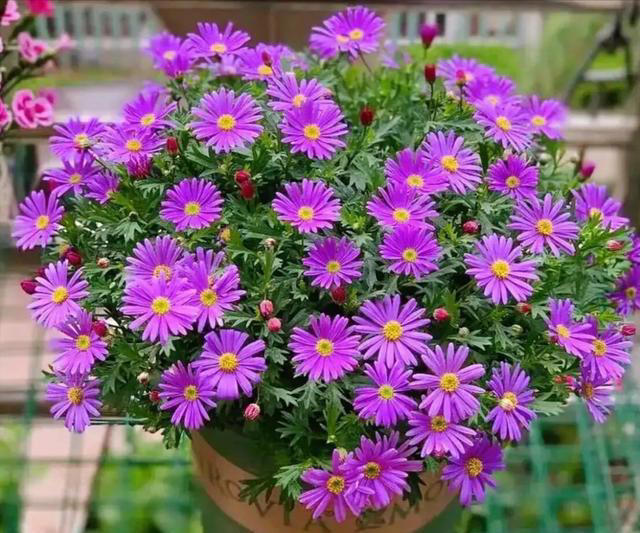 家里空花盆别闲着，春天必养这6种花，平价好养颜值还高