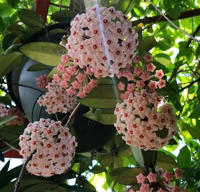 家里空花盆别闲着，春天必养这6种花，平价好养颜值还高