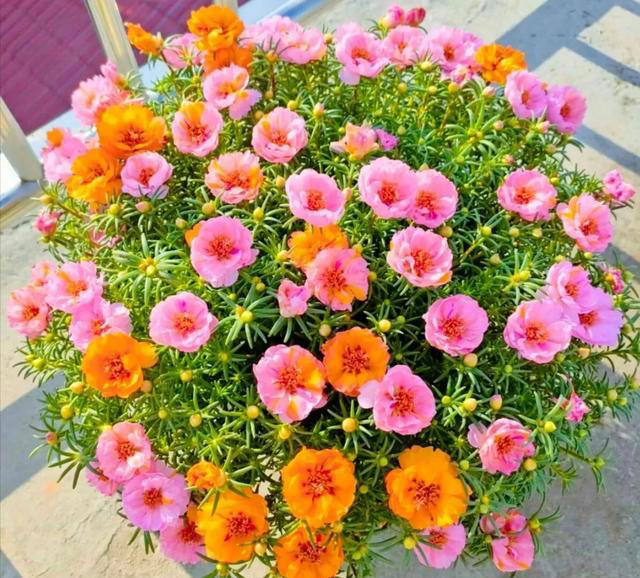 家里空花盆别闲着，春天必养这6种花，平价好养颜值还高