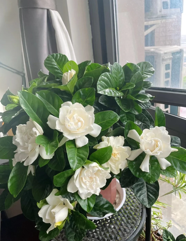 养花25年，这些花难伺候，养一次被虐一次