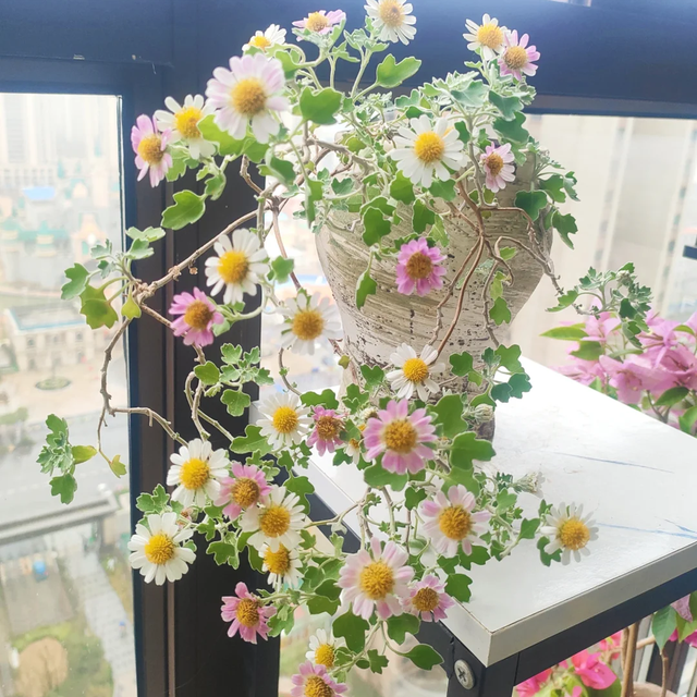 养花25年，这些花难伺候，养一次被虐一次