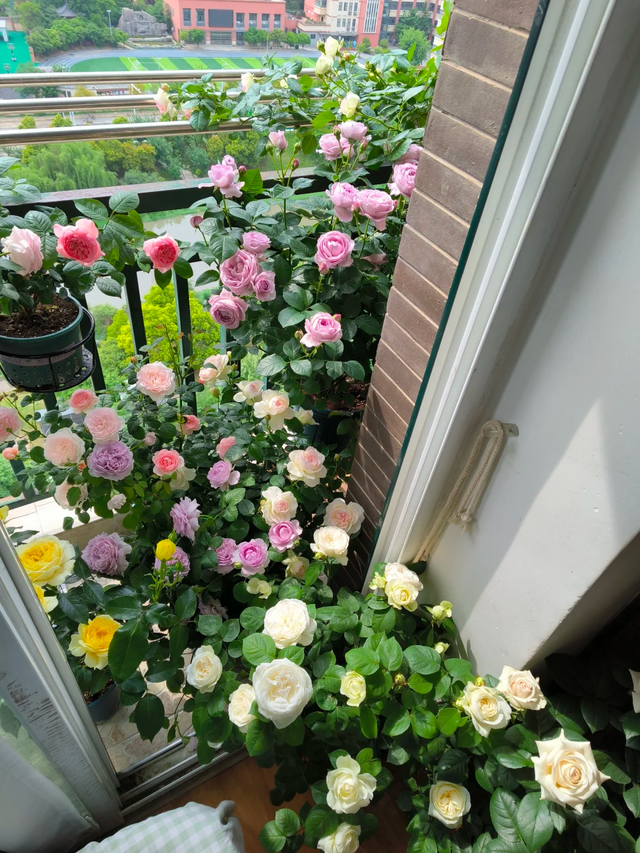 养花25年，这些花难伺候，养一次被虐一次