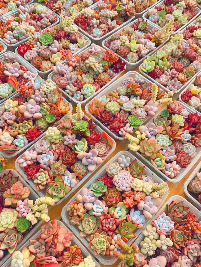 养花25年，这些花难伺候，养一次被虐一次