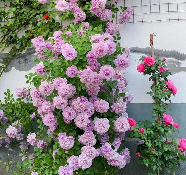 养花25年，这些花难伺候，养一次被虐一次 