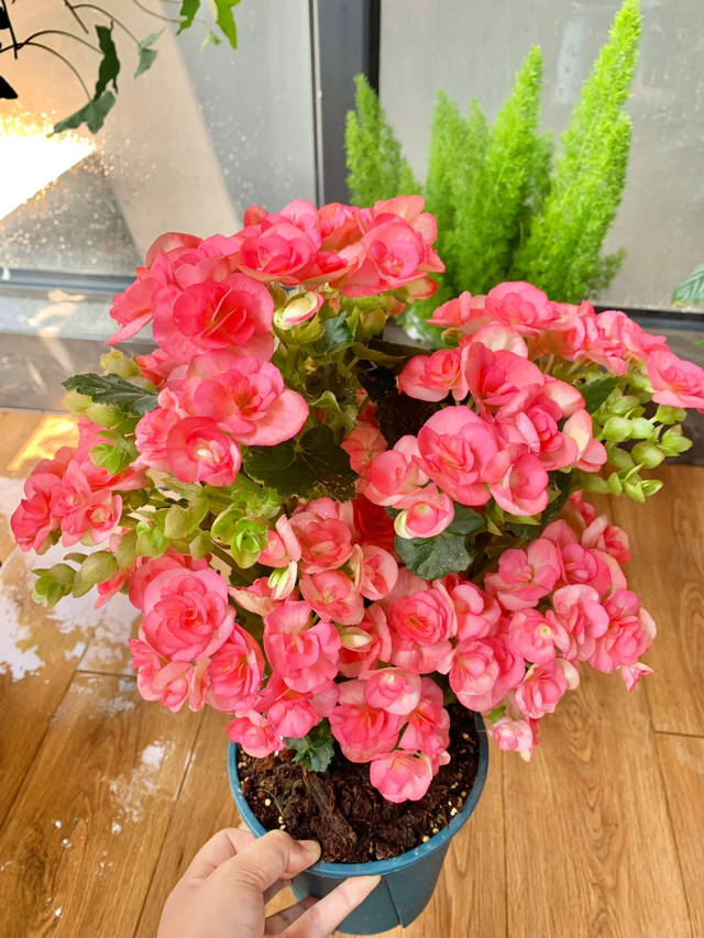 公认难养的18种花，劝你别买，越养越闹心都是坑