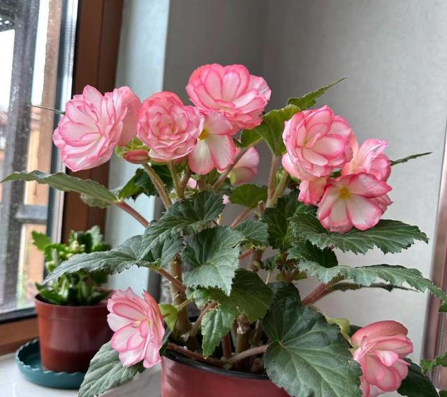 吴大妈20年养花经验，7个小窍门让新手秒变养花达人