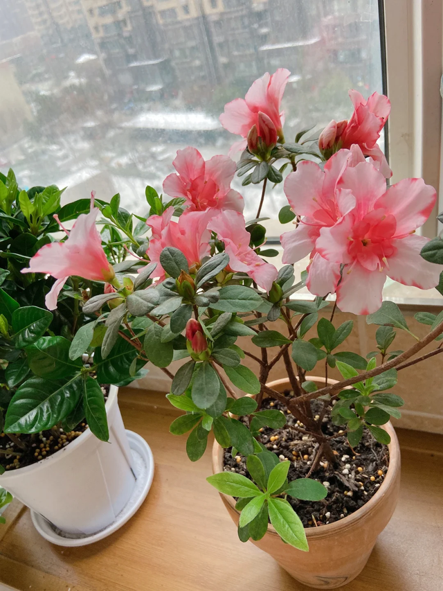 养花25年，这些花难伺候，养一次被虐一次