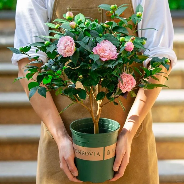 养花25年，这些花难伺候，养一次被虐一次