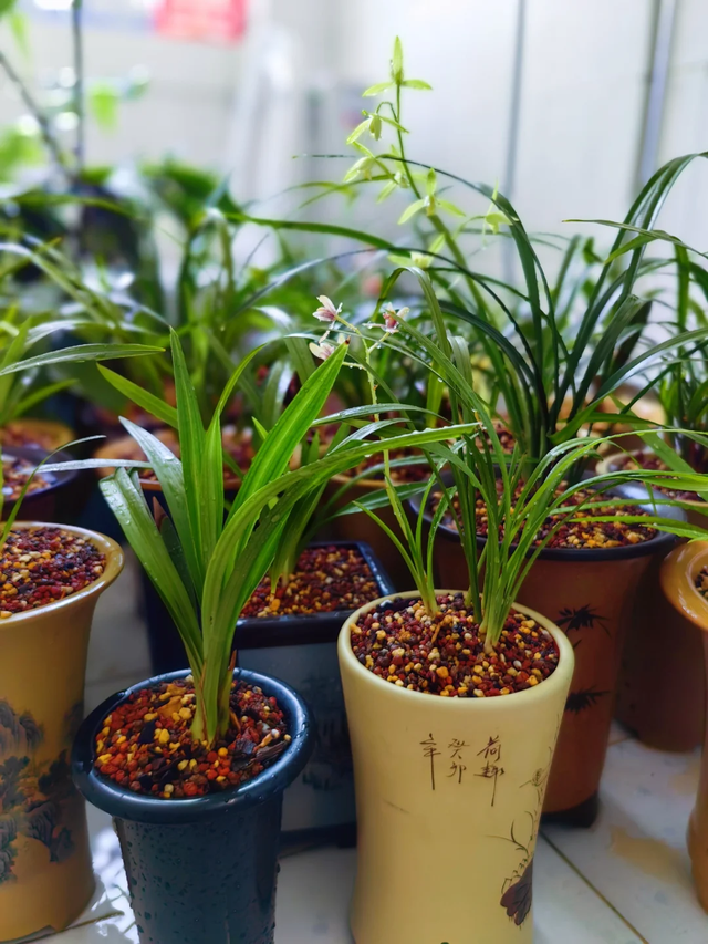 养花25年，这些花难伺候，养一次被虐一次