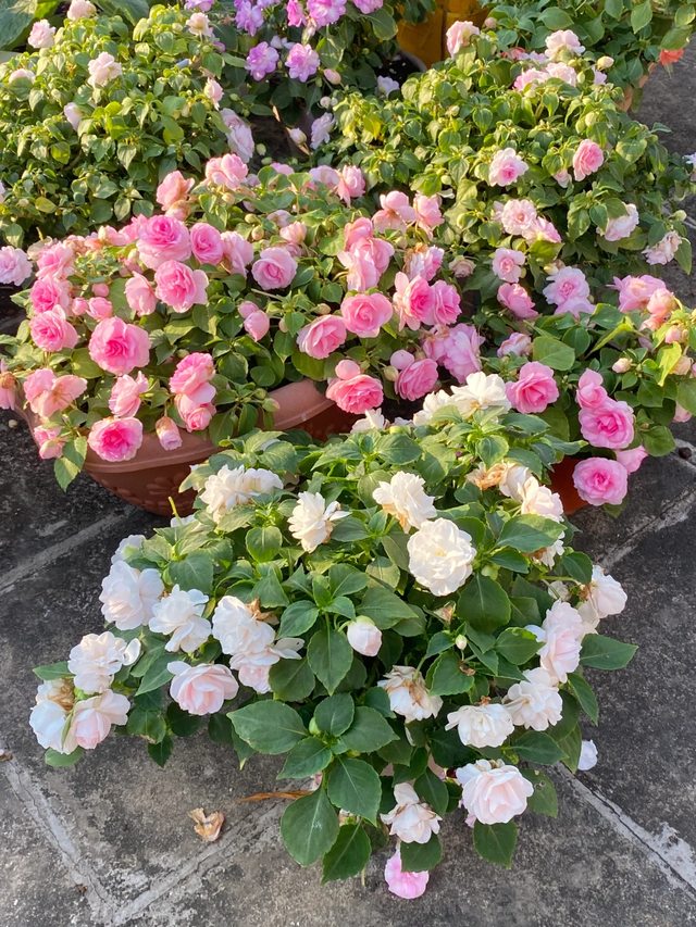 养花25年，这些花难伺候，养一次被虐一次