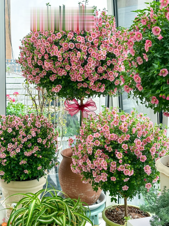 养花25年，这些花难伺候，养一次被虐一次