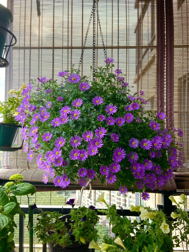 养花25年，这些花难伺候，养一次被虐一次