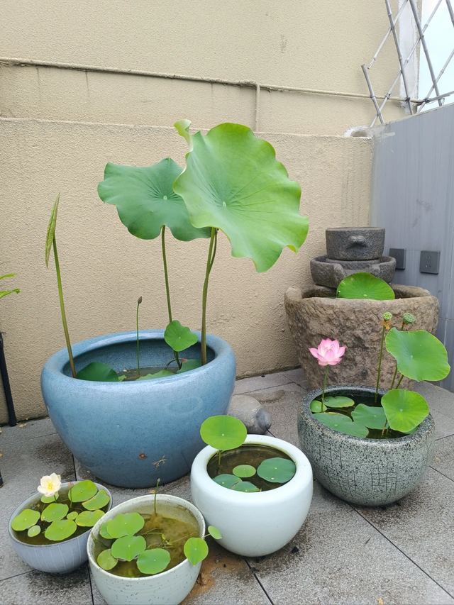 养花25年，这些花难伺候，养一次被虐一次