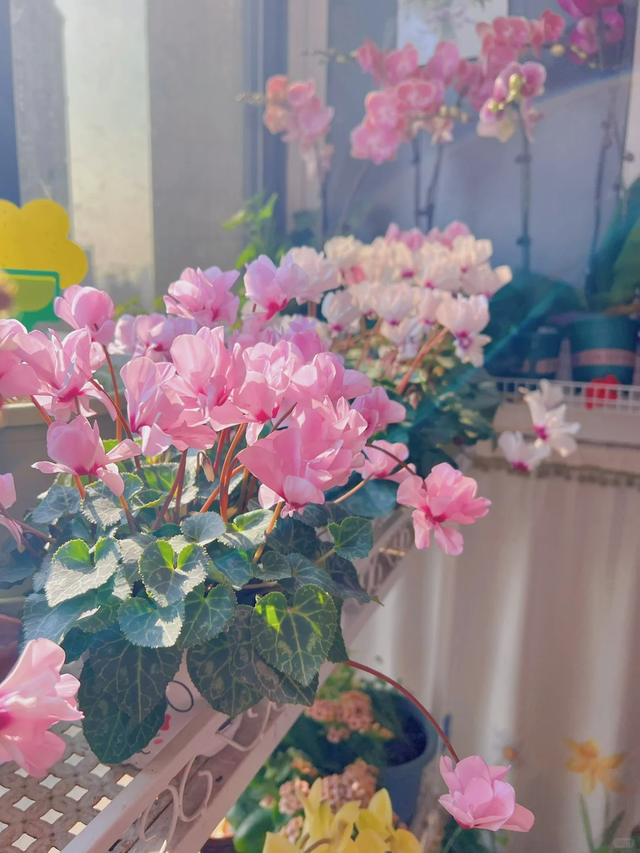 养花25年，这些花难伺候，养一次被虐一次