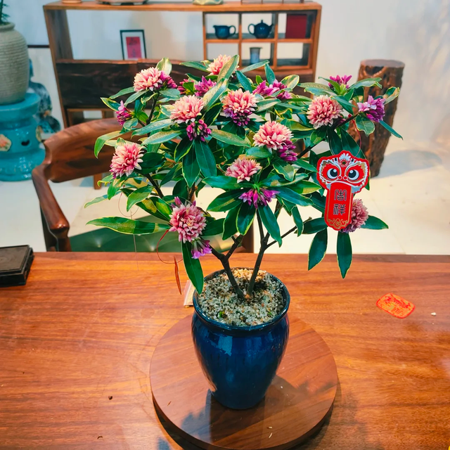 养花25年，这些花难伺候，养一次被虐一次