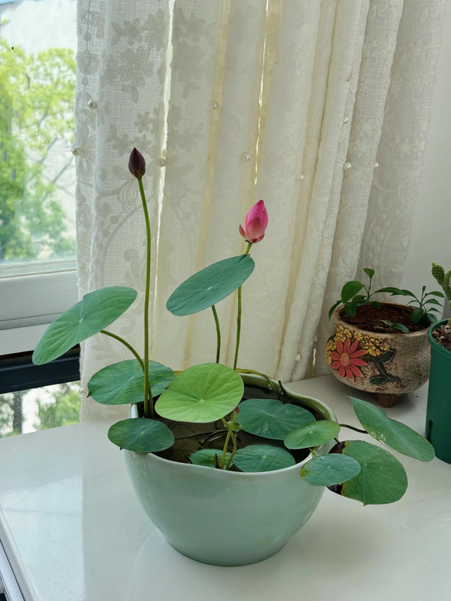 养花25年，这些花难伺候，养一次被虐一次