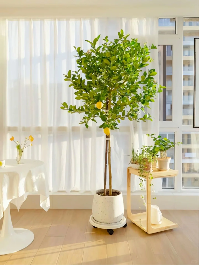 养花25年，这些花难伺候，养一次被虐一次