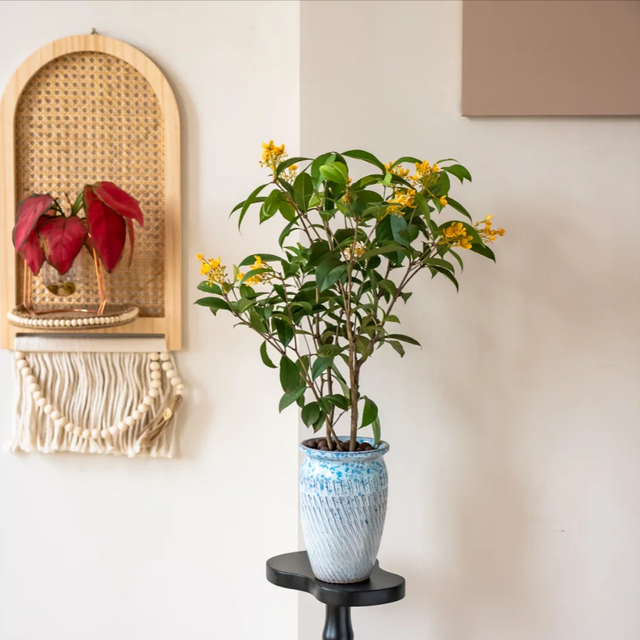 养花25年，这些花难伺候，养一次被虐一次