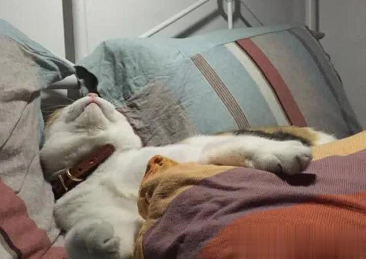 在猫咪眼里，能“上床”睡觉意味着什么？