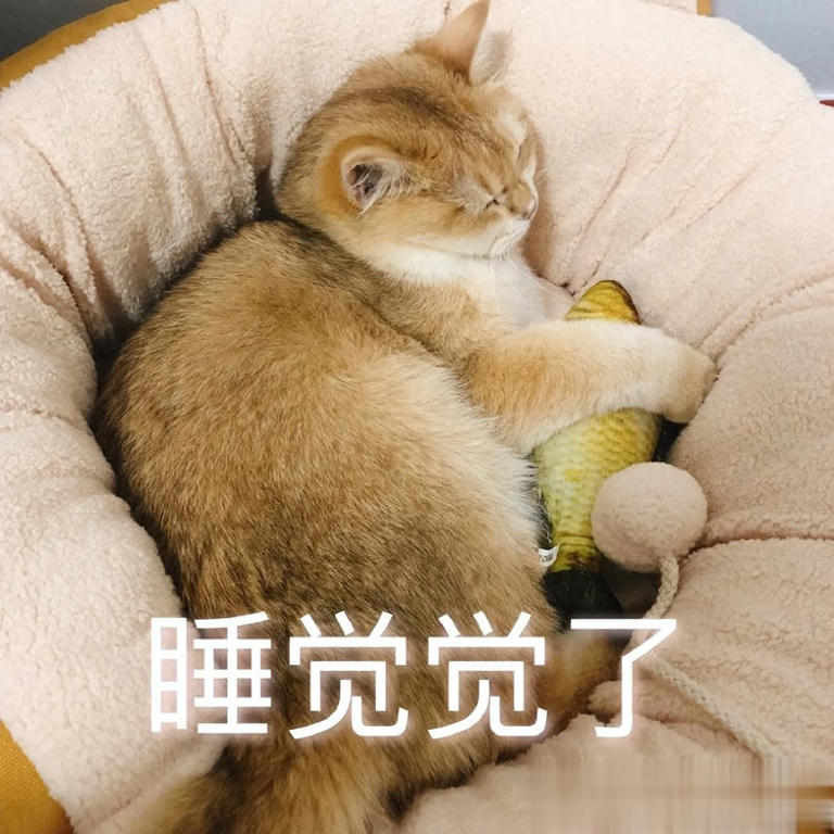 在猫咪眼里，能“上床”睡觉意味着什么？