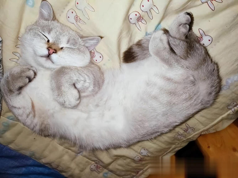 在猫咪眼里，能“上床”睡觉意味着什么？