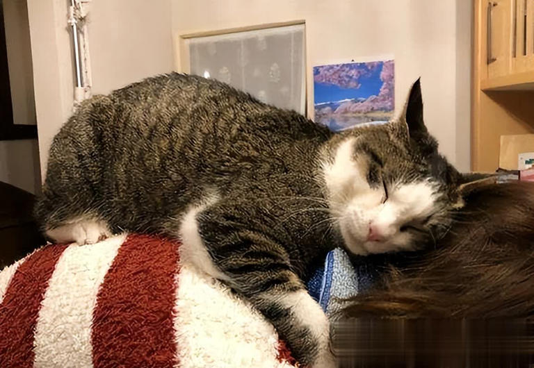 在猫咪眼里，能“上床”睡觉意味着什么？