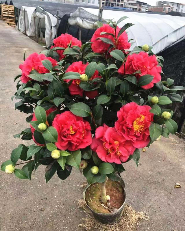 乱养都“死不了”的茶花，超级耐寒，零下20度照样开花，四季常青