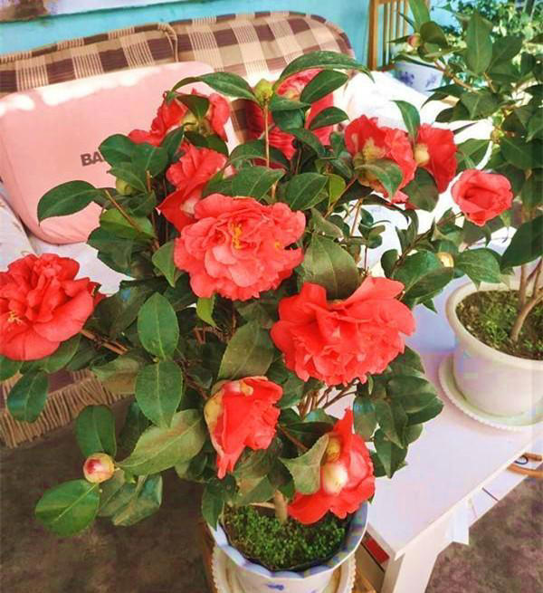 乱养都“死不了”的茶花，超级耐寒，零下20度照样开花，四季常青