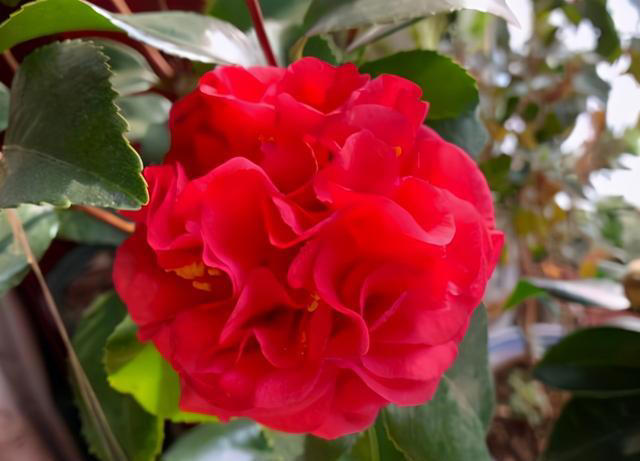 乱养都“死不了”的茶花，超级耐寒，零下20度照样开花，四季常青