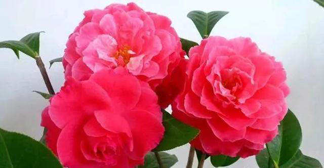 乱养都“死不了”的茶花，超级耐寒，零下20度照样开花，四季常青