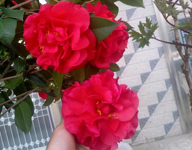 乱养都“死不了”的茶花，超级耐寒，零下20度照样开花，四季常青