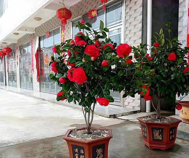 乱养都“死不了”的茶花，超级耐寒，零下20度照样开花，四季常青