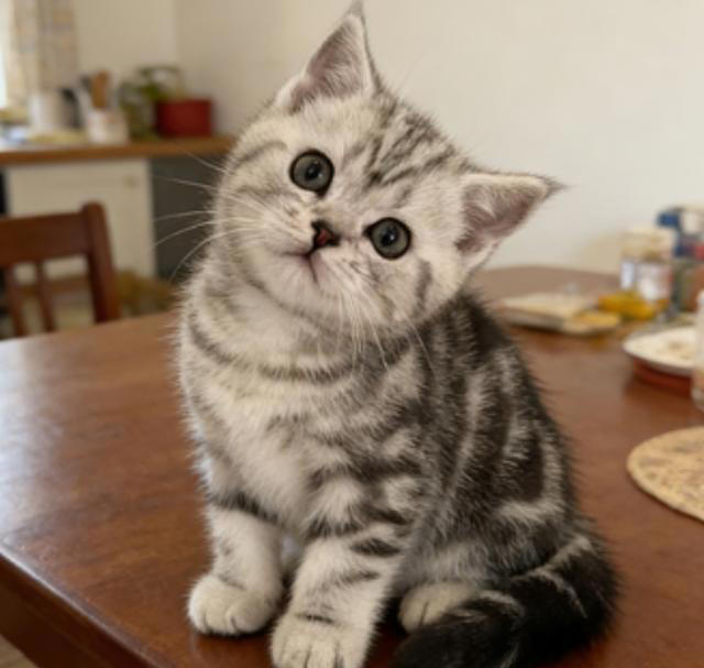 猫咪舔毛的秘密：被摸后立刻舔毛，是嫌弃还是另有原因？