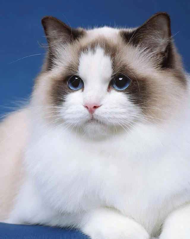 你们知道正宗的布偶猫是什么样的吗？