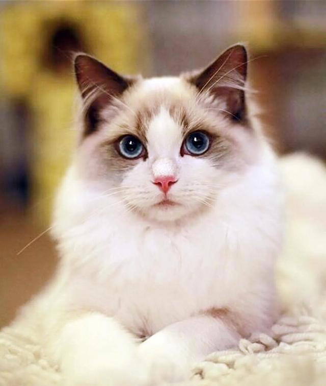 你们知道正宗的布偶猫是什么样的吗？