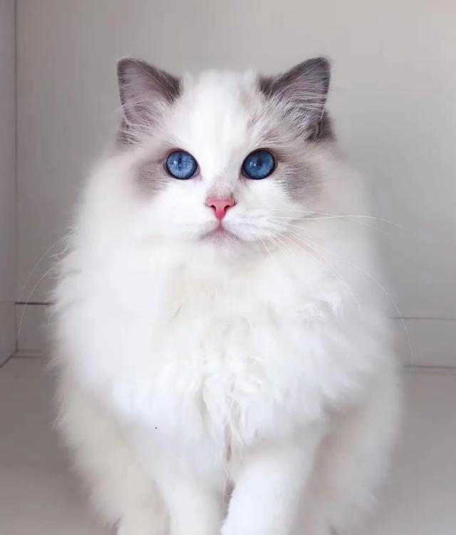 你们知道正宗的布偶猫是什么样的吗？