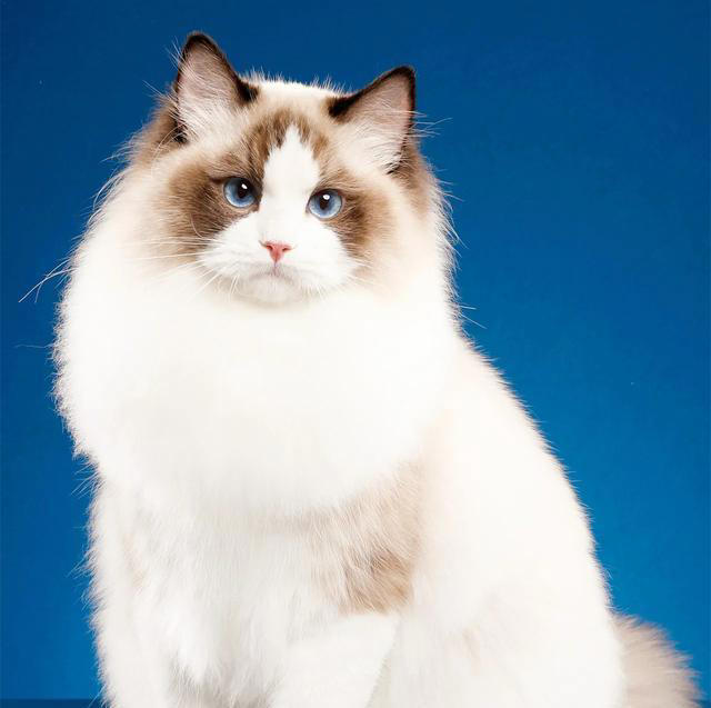 你们知道正宗的布偶猫是什么样的吗？