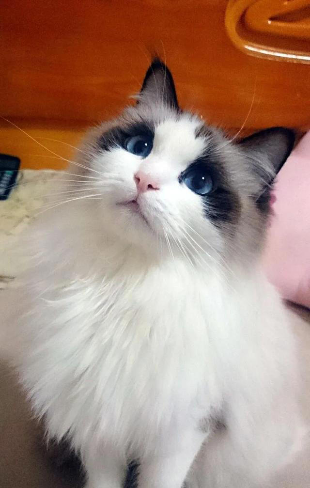 你们知道正宗的布偶猫是什么样的吗？