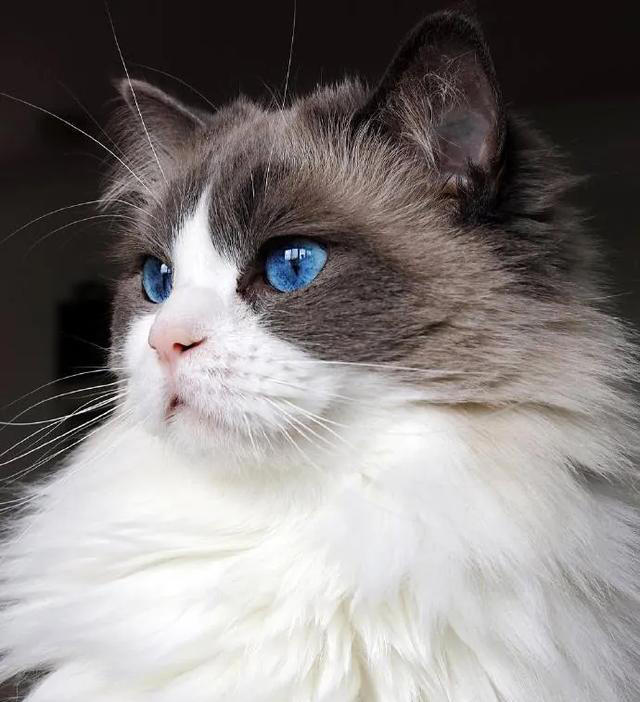 你们知道正宗的布偶猫是什么样的吗？