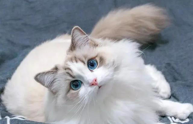 你们知道正宗的布偶猫是什么样的吗?