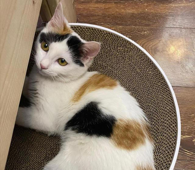 七大中华田园猫品种大盘点：它们各自有什么独特魅力？