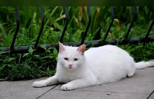 七大中华田园猫品种大盘点：它们各自有什么独特魅力？